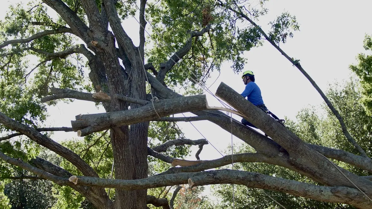 Professional Crown Thinning performed by certified arborists in Burns
