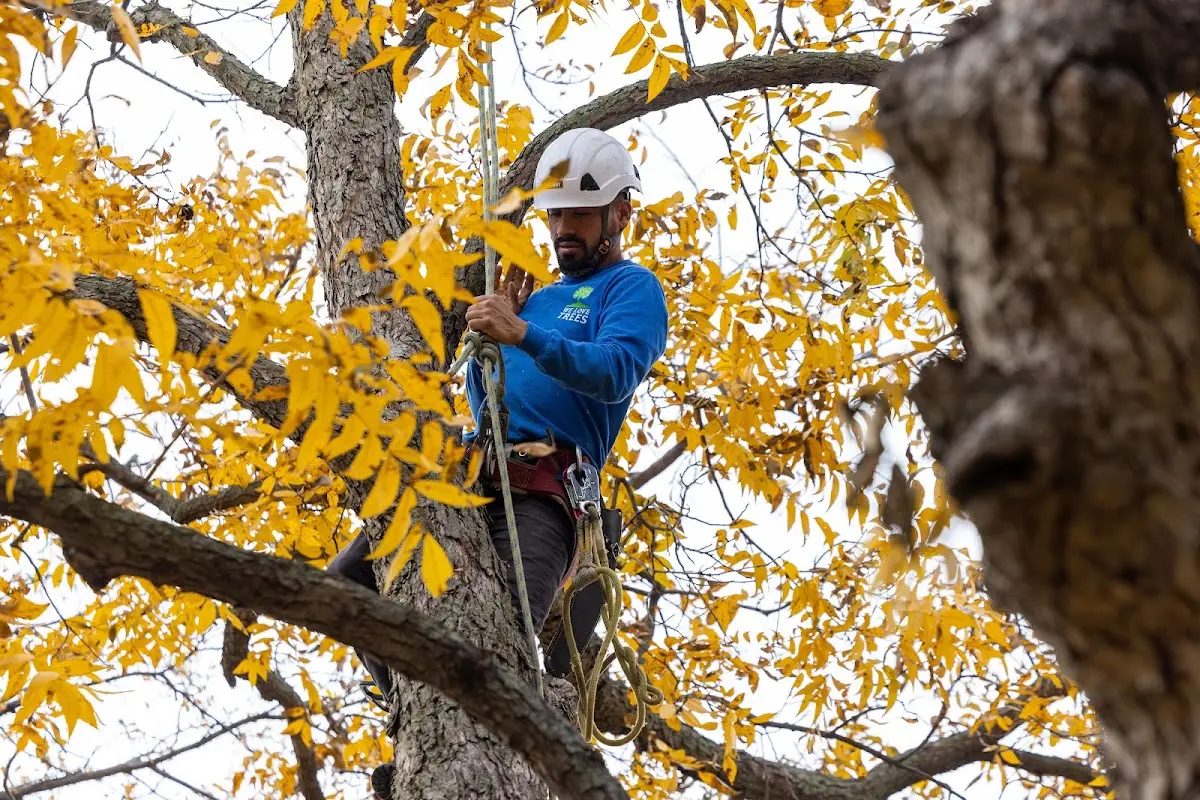 Skilled Emergency Tree Service crew working in Burns